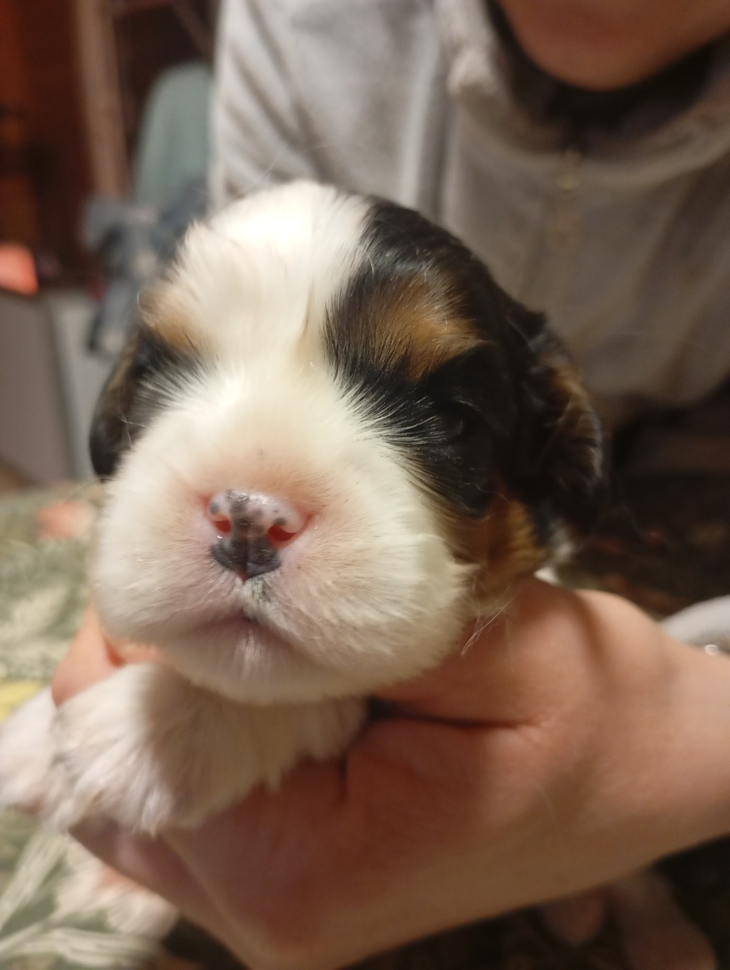 Of Mysterious Tales - Chiots disponibles - Cavalier King Charles Spaniel