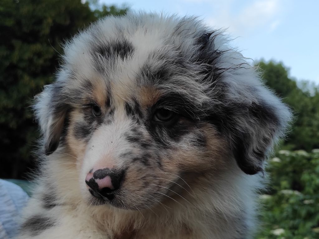 Of Mysterious Tales - Berger Australien - Portée née le 16/04/2023